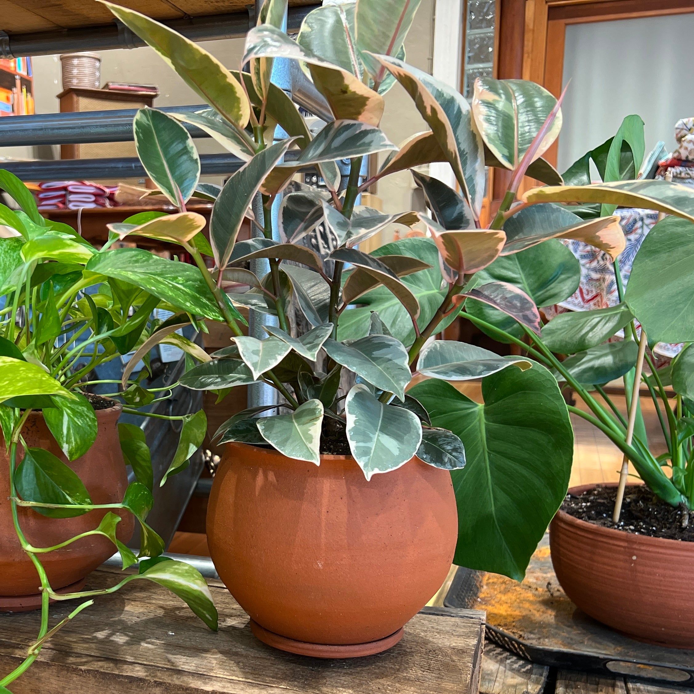 Honey Wine Clay Collection, Extra Large Pieces