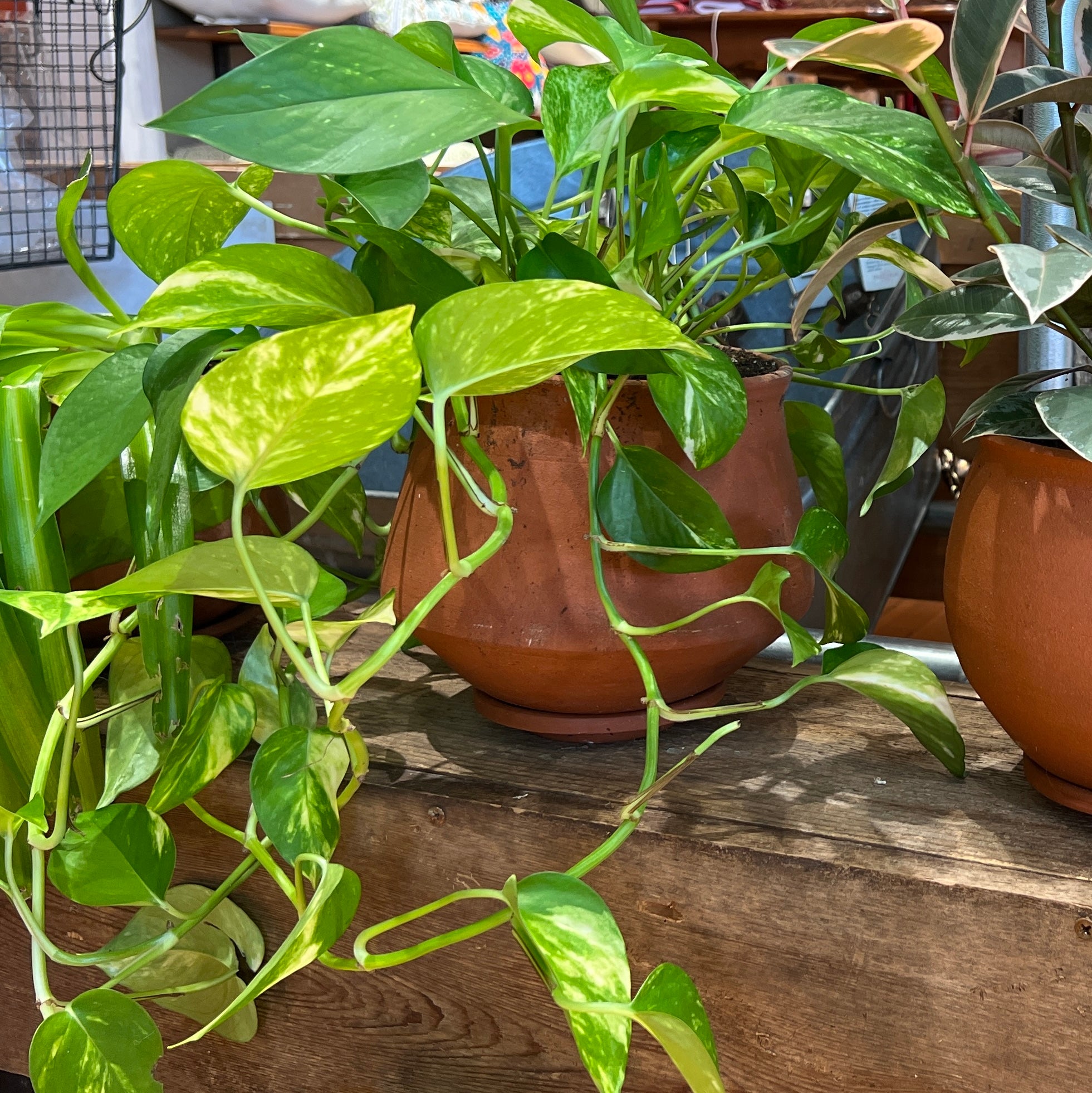 Honey Wine Clay Collection, Extra Large Pieces